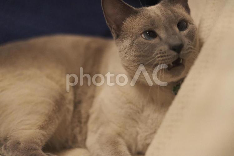 猫の日常の素材 猫,ロシアンブルー,catの写真素材