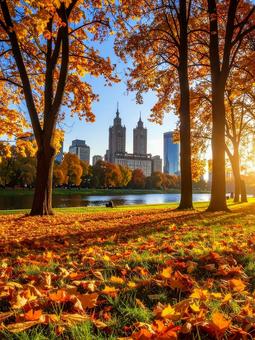 紅葉 紅葉の写真