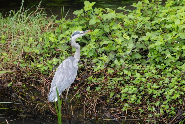 都会の河川にいるアオサギ 鳥,野鳥,自然の写真素材