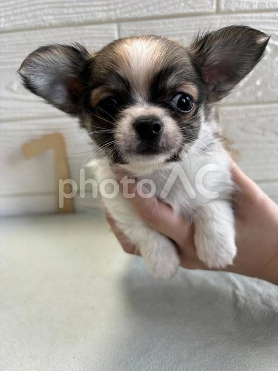 きょうのわんこ 癒し,ペット,子犬の写真素材