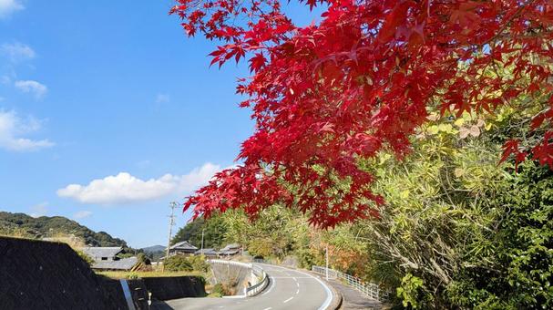 紅葉-124 もみじ,秋色,秋イメージの写真素材