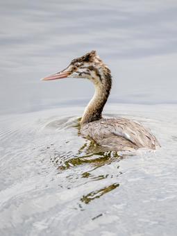 カンムリカイツブリの若鳥(30) カンムリカイツブリの若鳥(30) 鳥,カンムリカイツブリ,若鳥の写真素材