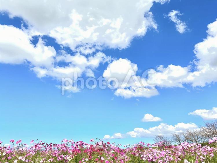 コスモスと青空　雲多め　横位置 コスモス,空,秋イメージの写真素材