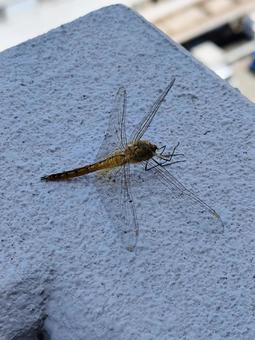 Photo, dragonfly, summer, insect, 