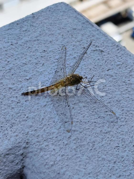 最期の挨拶に来た　ウスバキトンボ トンボ,夏,昆虫の写真素材