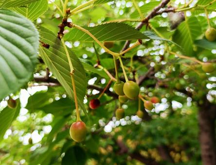 枝になるサクランボ さくらんぼ,果物,フルーツの写真素材