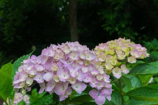 色付きはじめた公園のあじさい 色付きはじめた公園のあじさいの写真