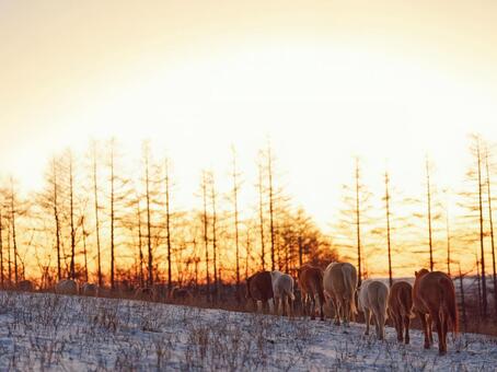 朝焼けと道産子 朝焼け,馬,どさんこの写真素材