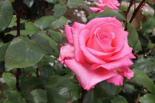 バラ園に咲く綺麗な薔薇を撮りました 花,薔薇,自然の写真素材