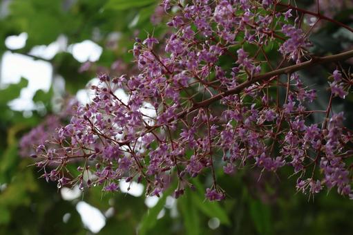 ピンクのアルディシアセルラタの花のアップ ピンクのアルディシアセルラタの花のアップの写真