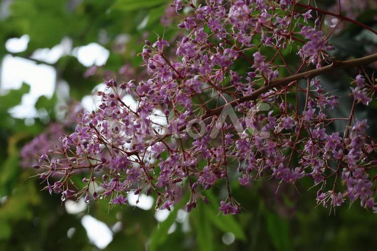 ピンクのアルディシアセルラタの花のアップ ピンク,アルディシアセルラタ,花の写真素材