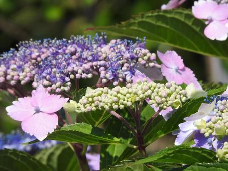 紫陽花の写真