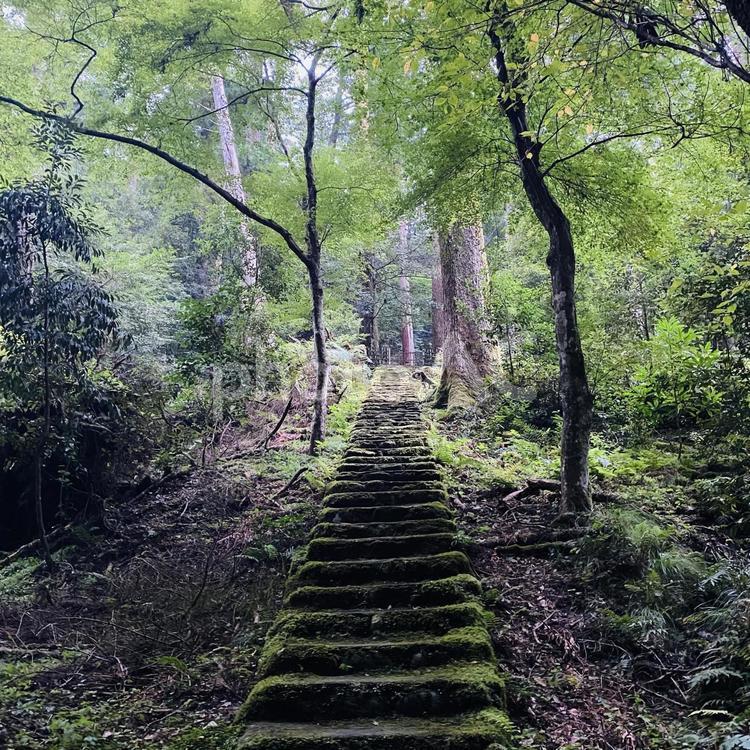 森の階段 空,空模様,曇りの写真素材
