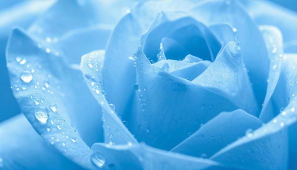 水色のバラの花に水滴　ビューティー背景の写真