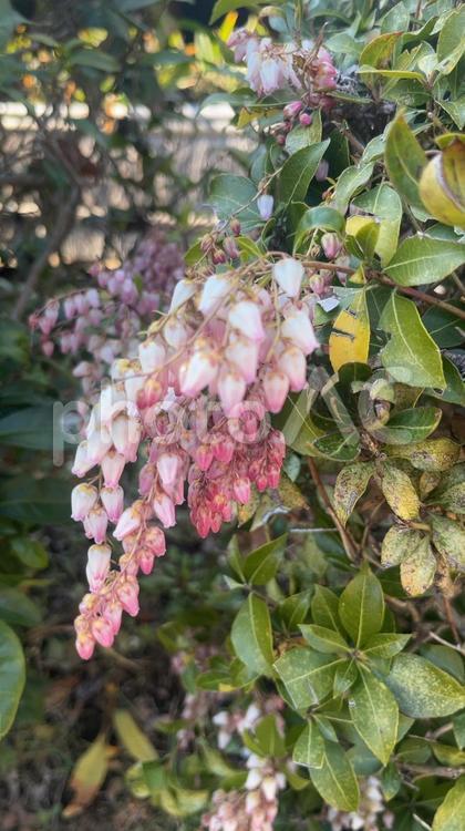 （馬酔木）アセビ アセビ,馬酔木,春の花の写真素材