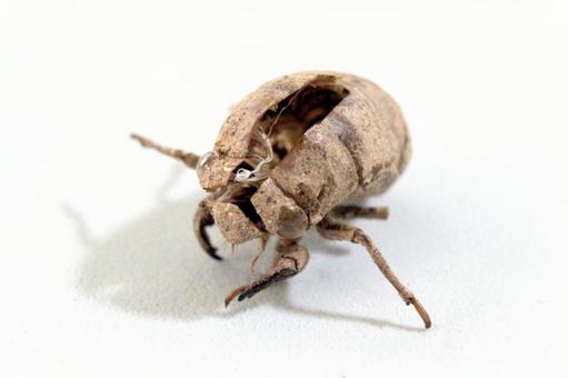 セミの抜け殻 セミの抜け殻の写真