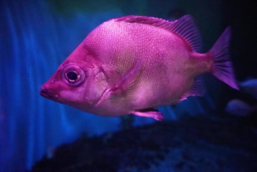 サクラダイ 魚,サクラダイ,生き物の写真素材