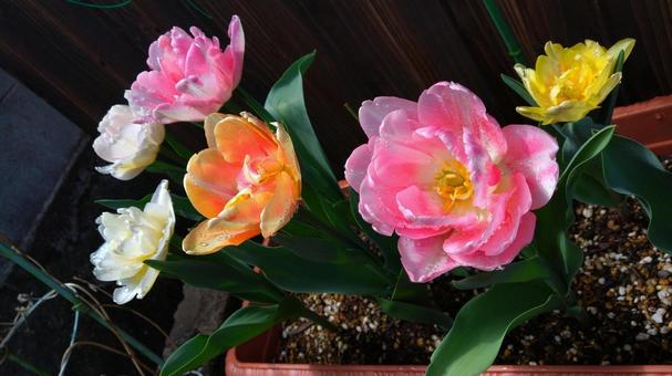 チューリップ チューリップ,花,春の写真素材