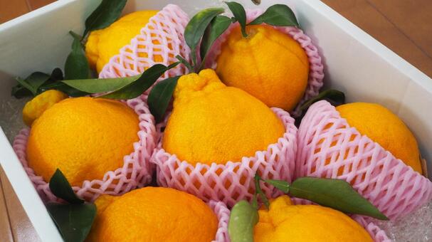 デコポン デコポン,果物,柑橘類の写真素材