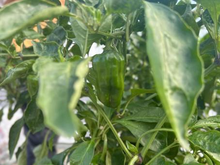 畑　ピーマン ピーマン,苗,みどりの写真素材