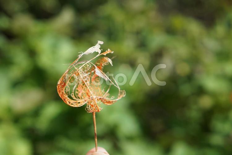 美しく風化したホオズキ③ 美しく風化したホオズキ③ ホオズキ,風化,美しいの写真素材