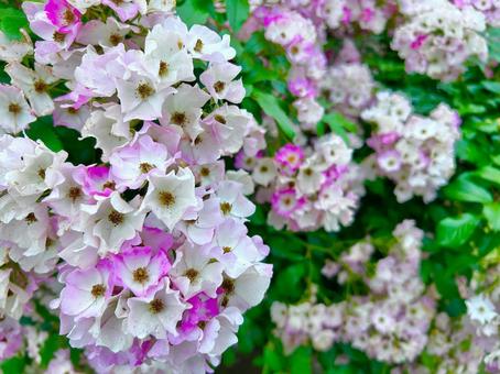 Photo, rose, neubara, flower, 