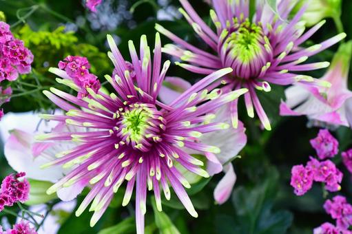 Photo, anastasia mum, purple, up, 