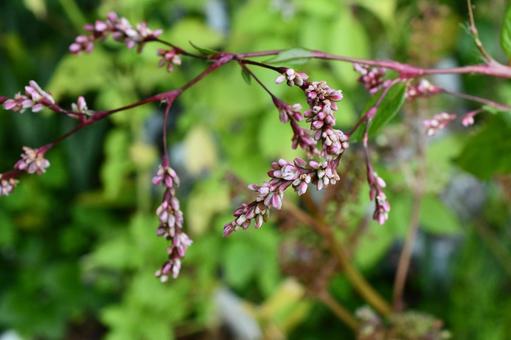 タデアイの花 タデアイ,アイ,藍の写真素材
