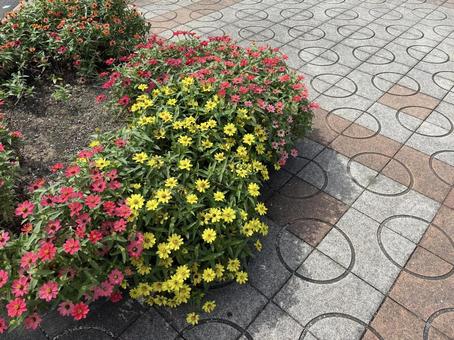歩道を彩る花壇のジニア 歩道を彩る花壇のジニアの写真