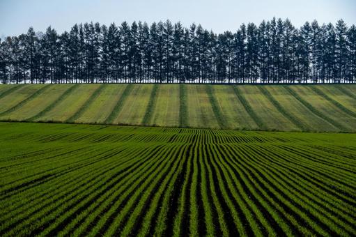 緑のうねと防風林が作る幾何学模様 畑,農地,うねの写真素材