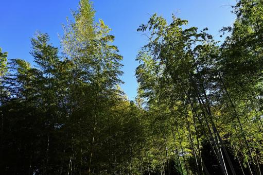 竹やぶ 竹やぶ 竹林,竹藪,竹の写真素材