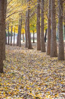 北海道札幌市　星観緑地の秋景色 北海道,札幌,札幌市の写真素材