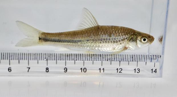 タモロコ 川魚 タモロコ 川魚 タモロコ,魚,日淡の写真素材