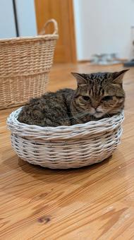 カゴ猫 カゴ,かわいい,まんまるの写真素材