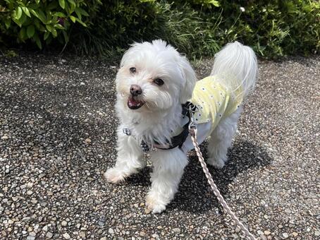犬の散歩 犬,マルチーズ,かわいい犬の写真素材