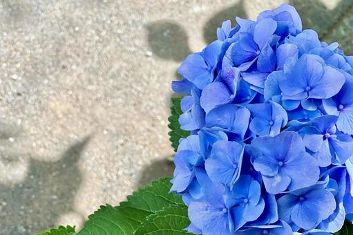 綺麗なあじさい 綺麗なあじさい あじさい,綺麗,お花の写真素材
