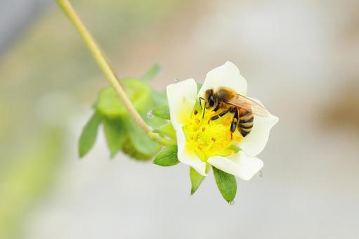 いちごの花にやってきたミツバチ いちご,苺,イチゴの写真素材