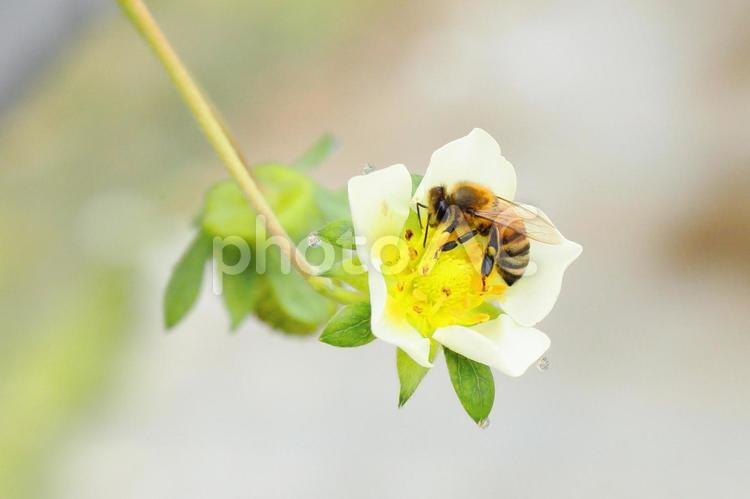 いちごの花にやってきたミツバチ いちご,苺,イチゴの写真素材