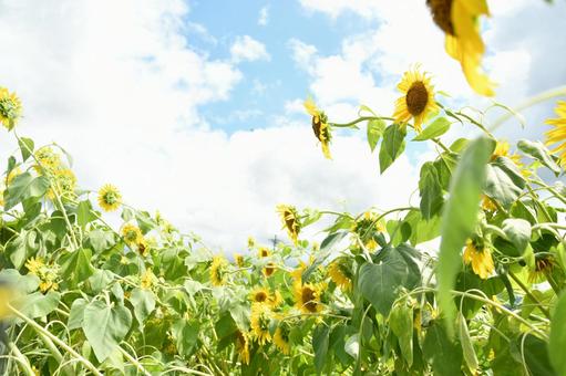 ひまわりの写真