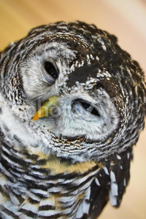チャコモリフクロウ（猛禽類） フクロウ,鳥,フクロウカフェの写真素材