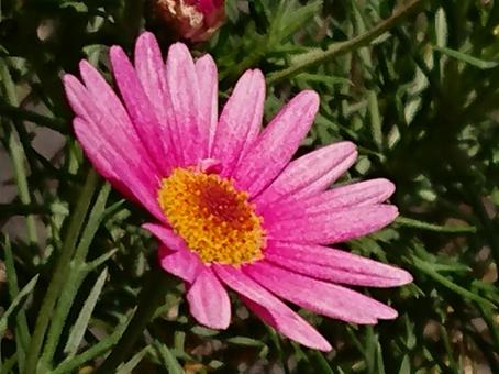 ピンクの花 ピンクの花の写真