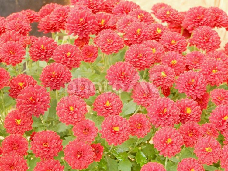 【花の写真】キクの花 キク,きく,菊の写真素材