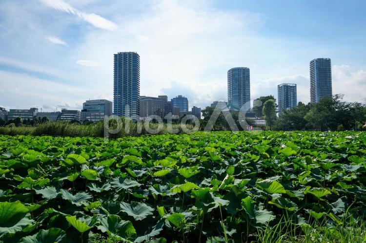上野恩賜公園の不忍池 不忍池,上野恩賜公園,上野の写真素材