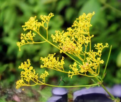 黄花 オミナエシ,花,自然の写真素材