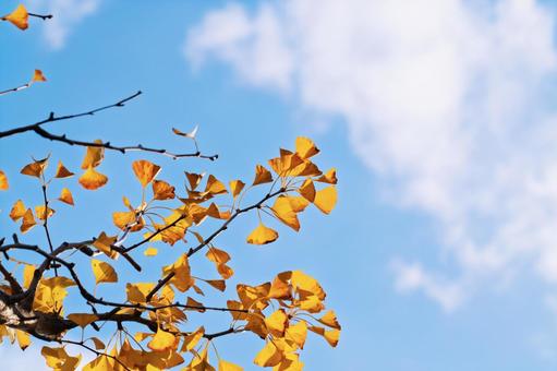 イチョウ イチョウ,銀杏,黄葉の写真素材
