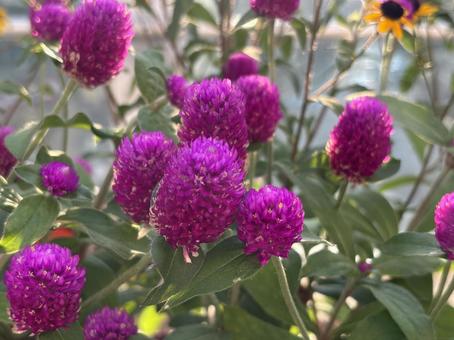 紫の花 紫の花の写真
