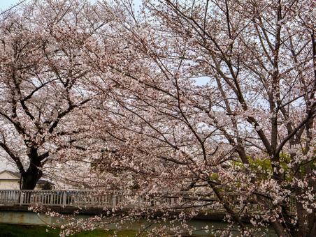 東川の桜並木の写真