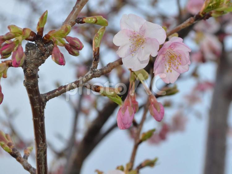 咲き始めのサクラ 桜,さくら,サクラの写真素材