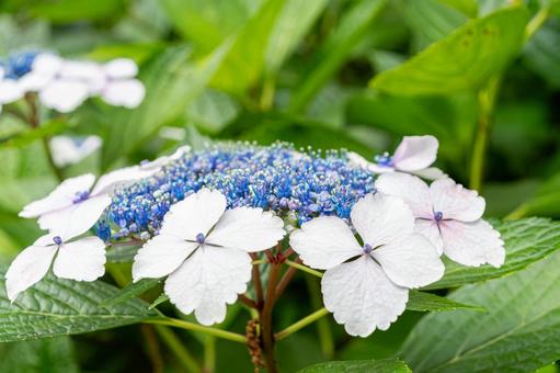 レースのように咲くガクアジサイ レースのように咲くガクアジサイ 紫陽花,ガクアジサイ,花の写真素材