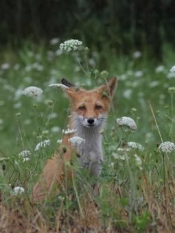 キタキツネ キタキツネの写真